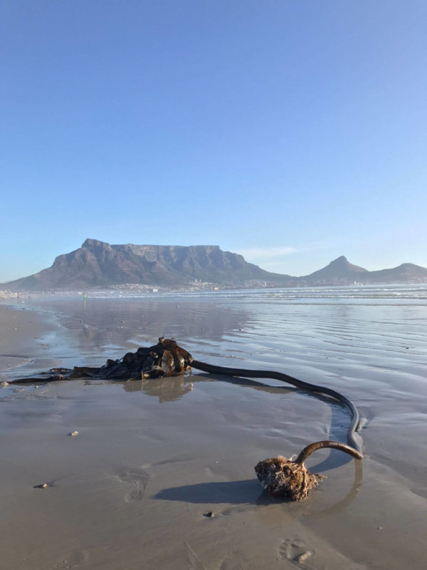 Afrikelp